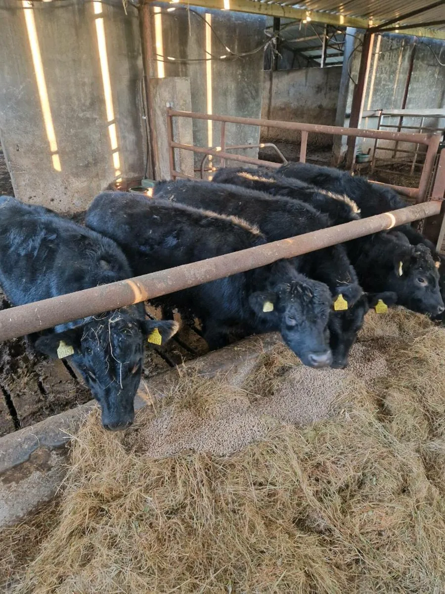 AA HEIFERS - Image 2