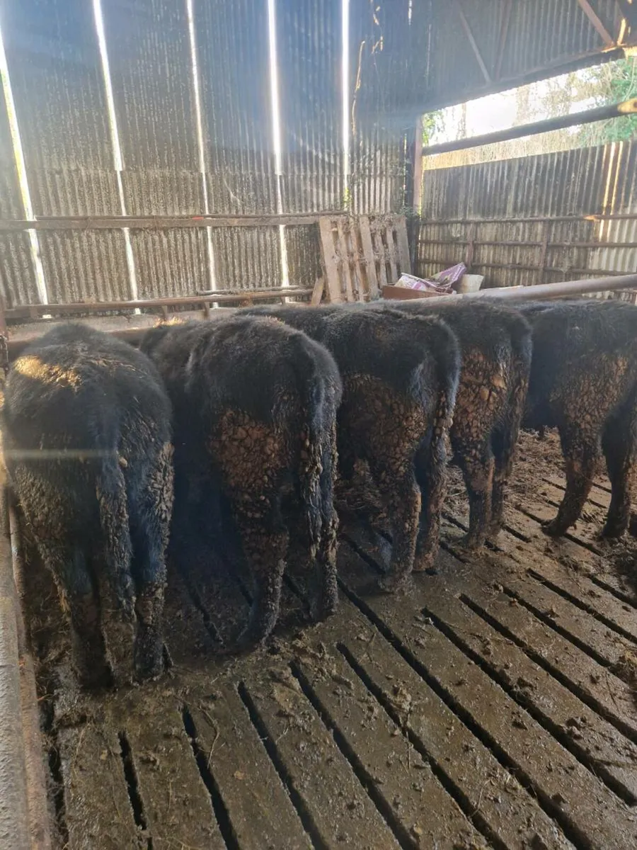 AA HEIFERS - Image 3