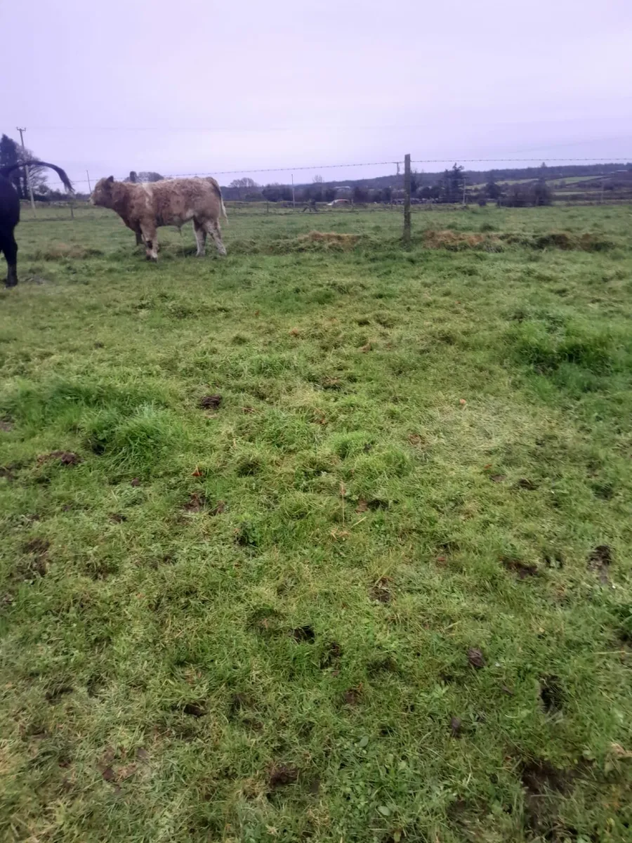 Great calves going to Castlerea Mart - Image 2
