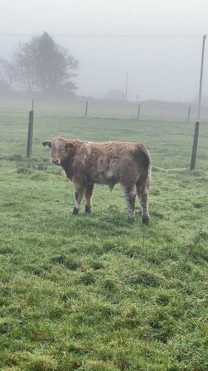 Great calves going to Castlerea Mart - Image 3