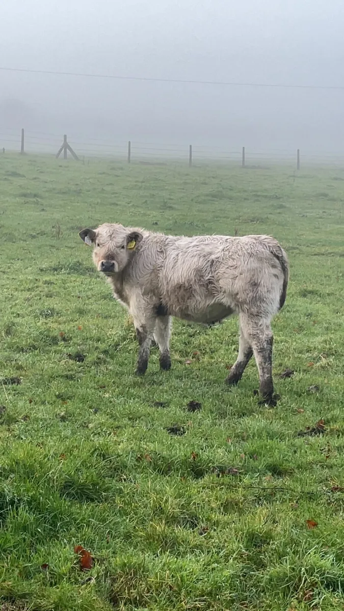 Great calves going to Castlerea Mart - Image 4