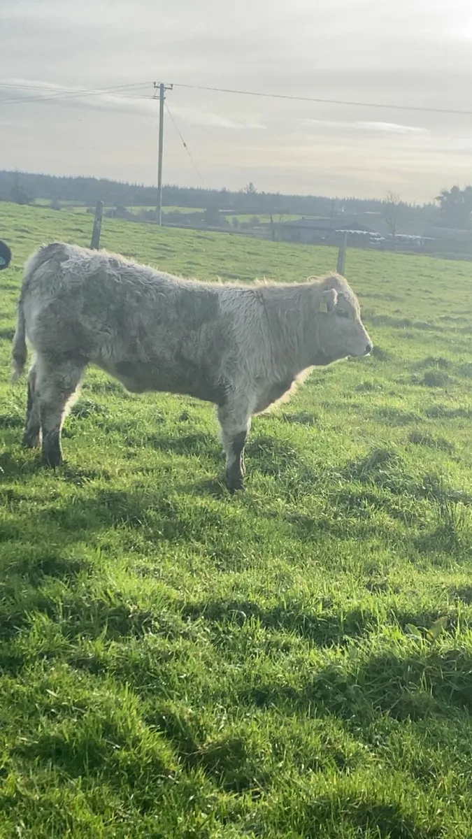 Great calves going to Castlerea Mart - Image 1