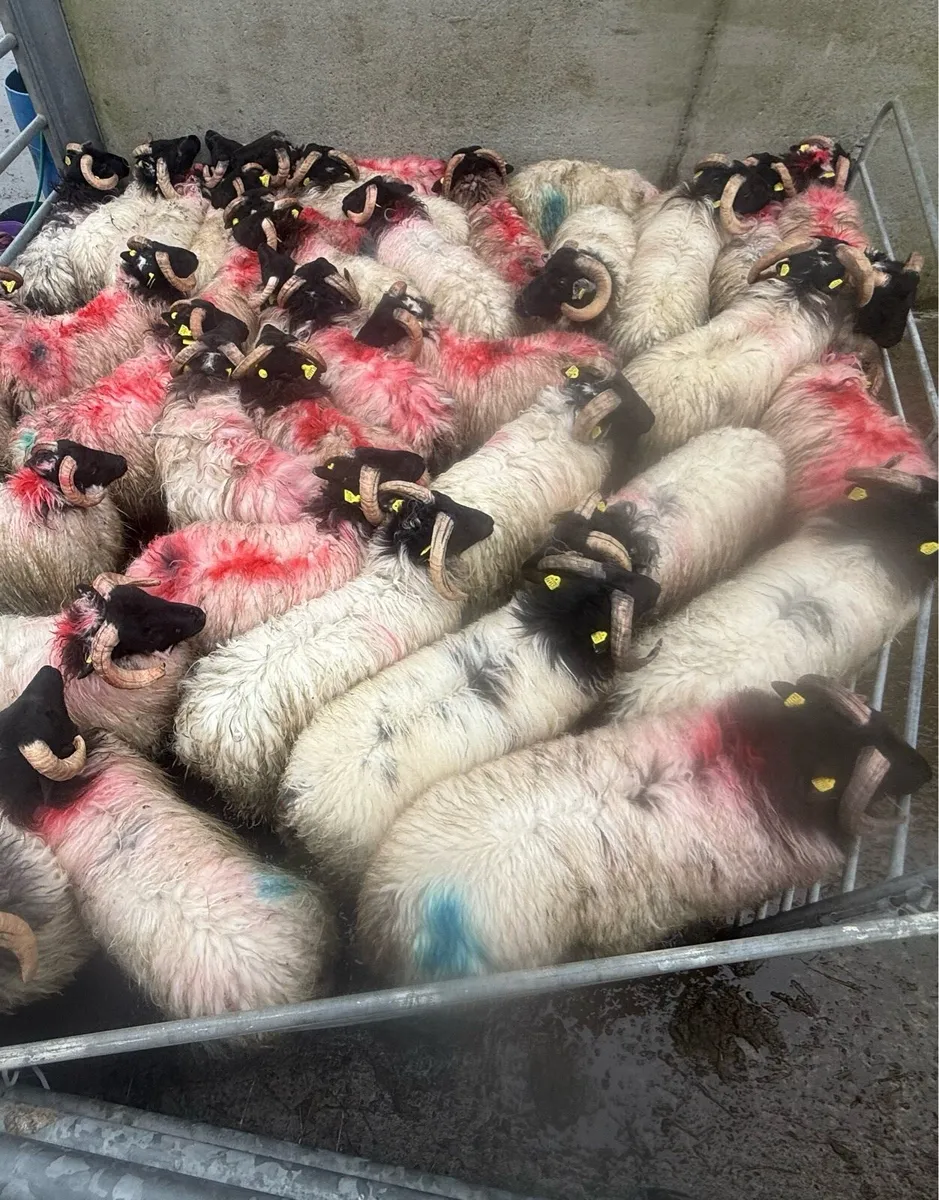 Black Faced Mountain Ram Lambs - Image 1