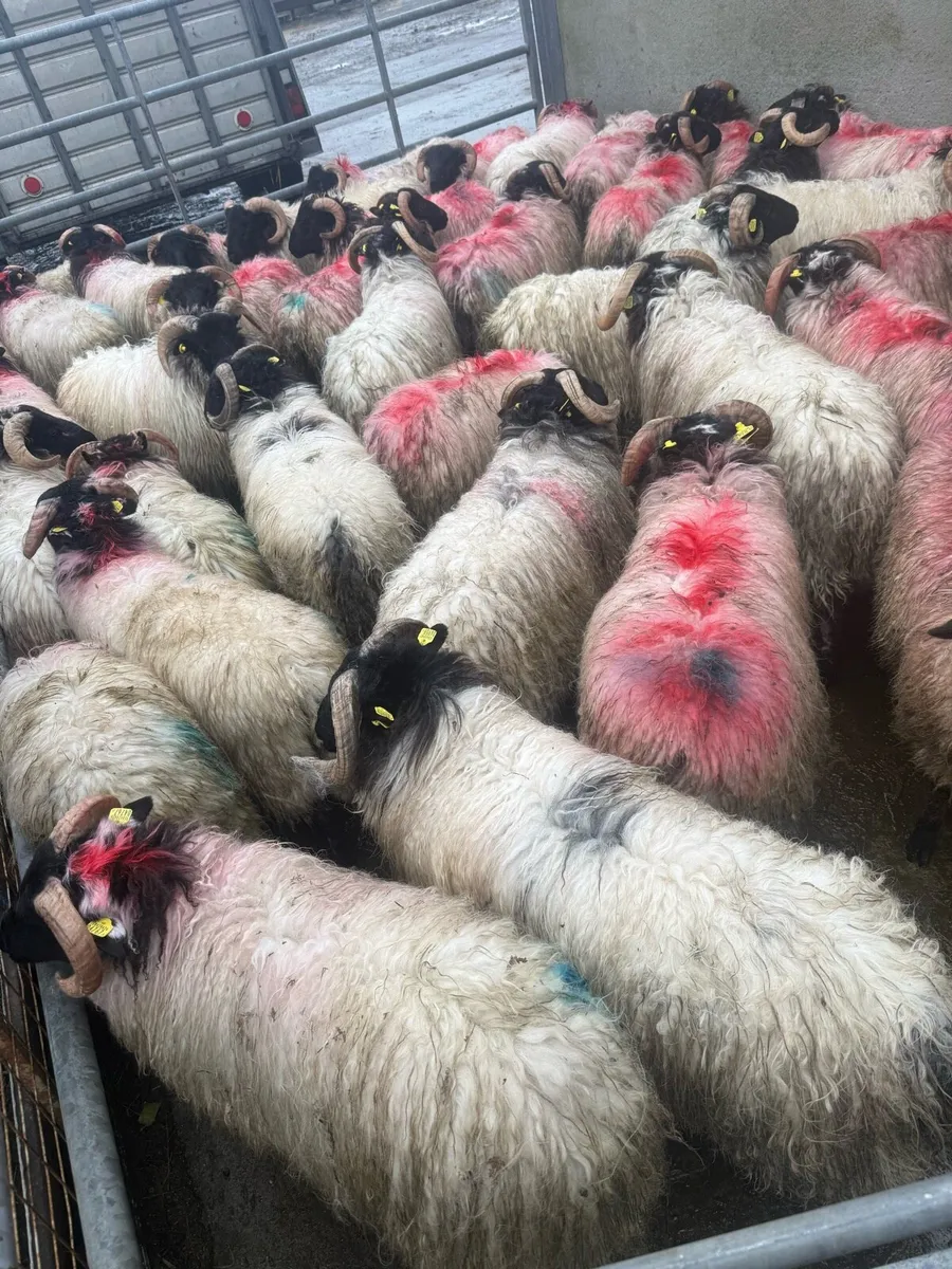 Black Faced Mountain Ram Lambs - Image 2