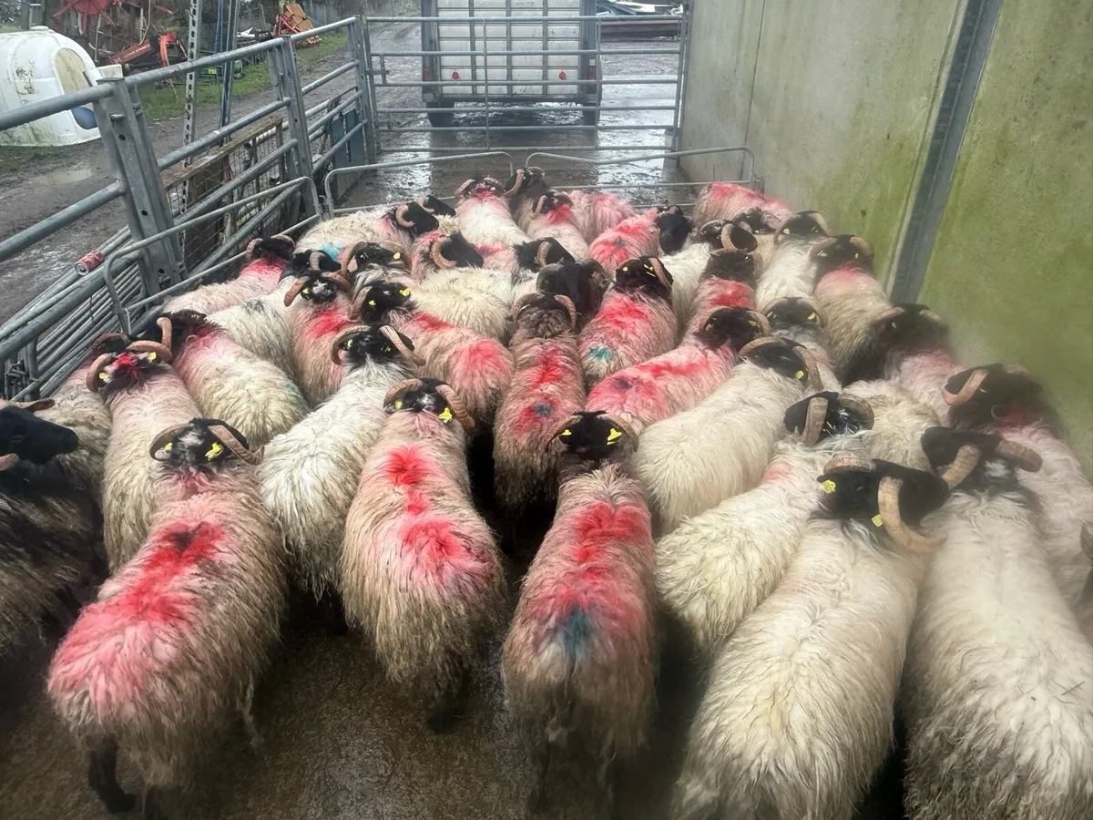 Black Faced Mountain Ram Lambs - Image 3