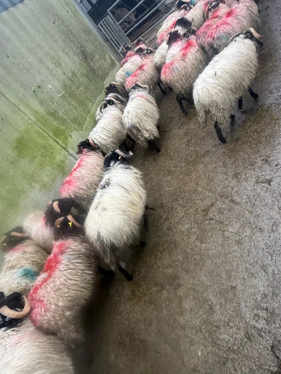 Black Faced Mountain Ram Lambs - Image 4