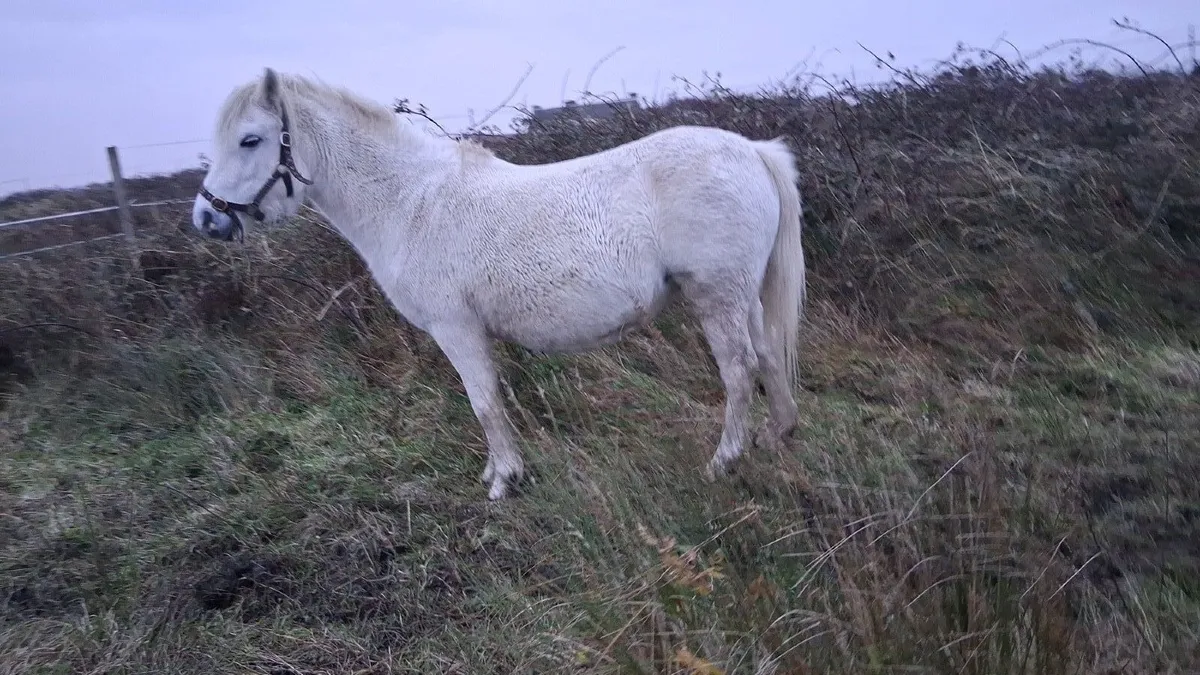 Section A Welsh mare and foal - Image 4