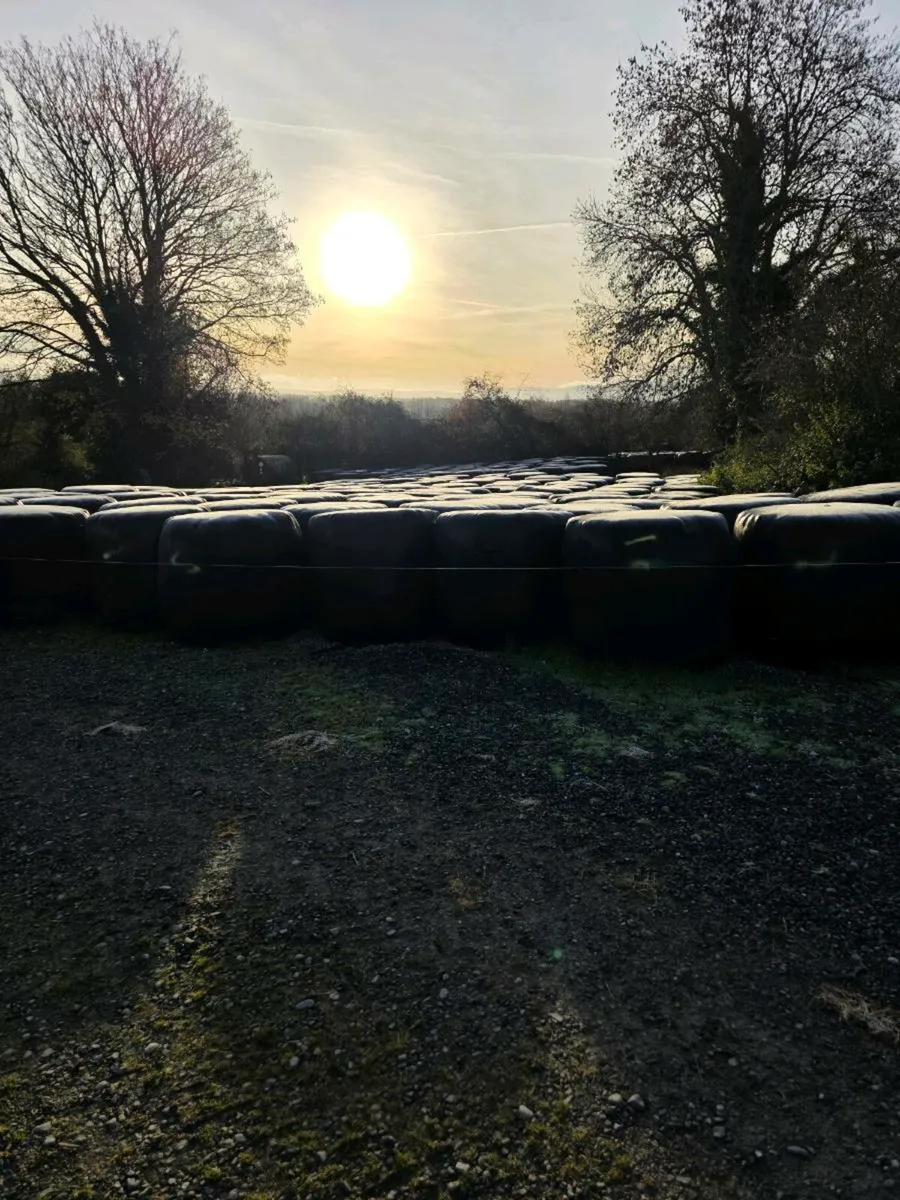 Round Bale Silage - Image 3