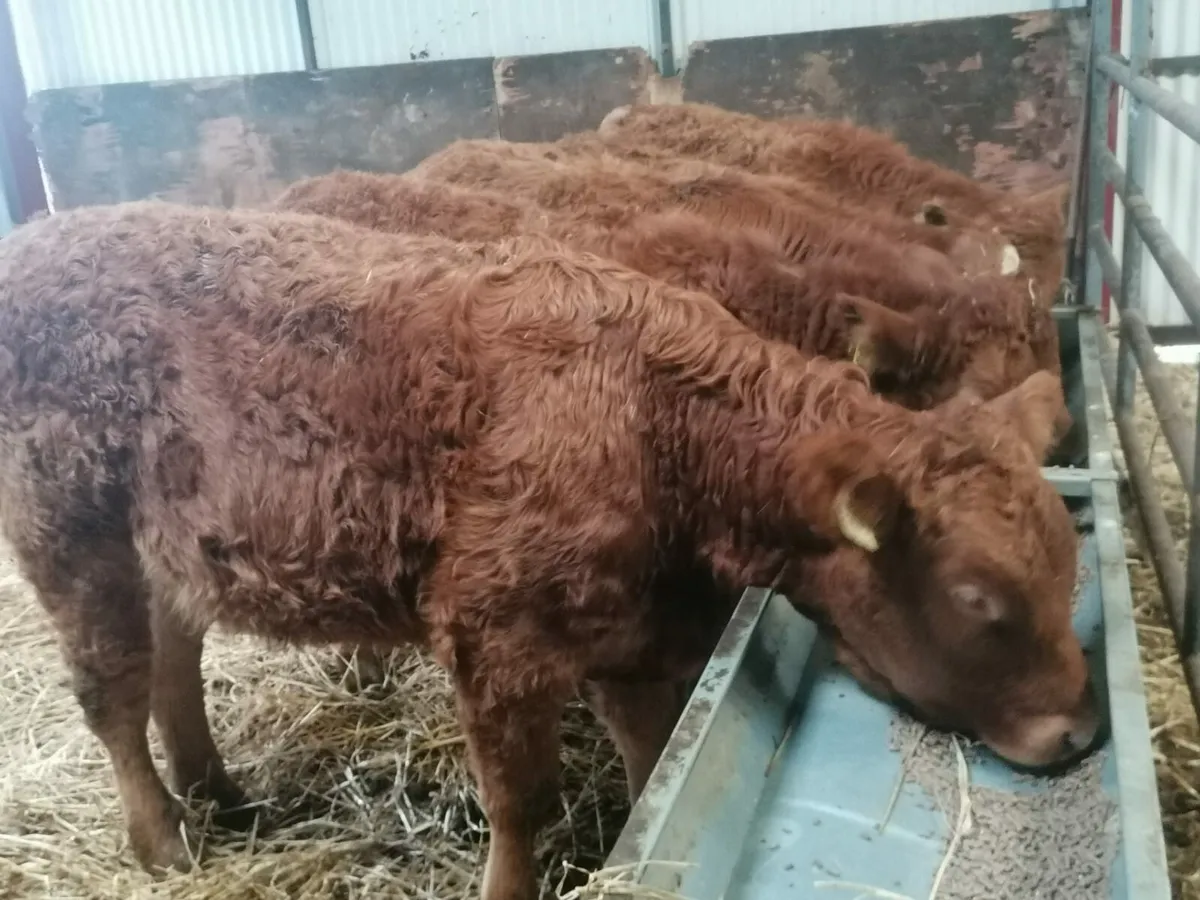 5 Lovely LMX Heifer's for sale - Image 3