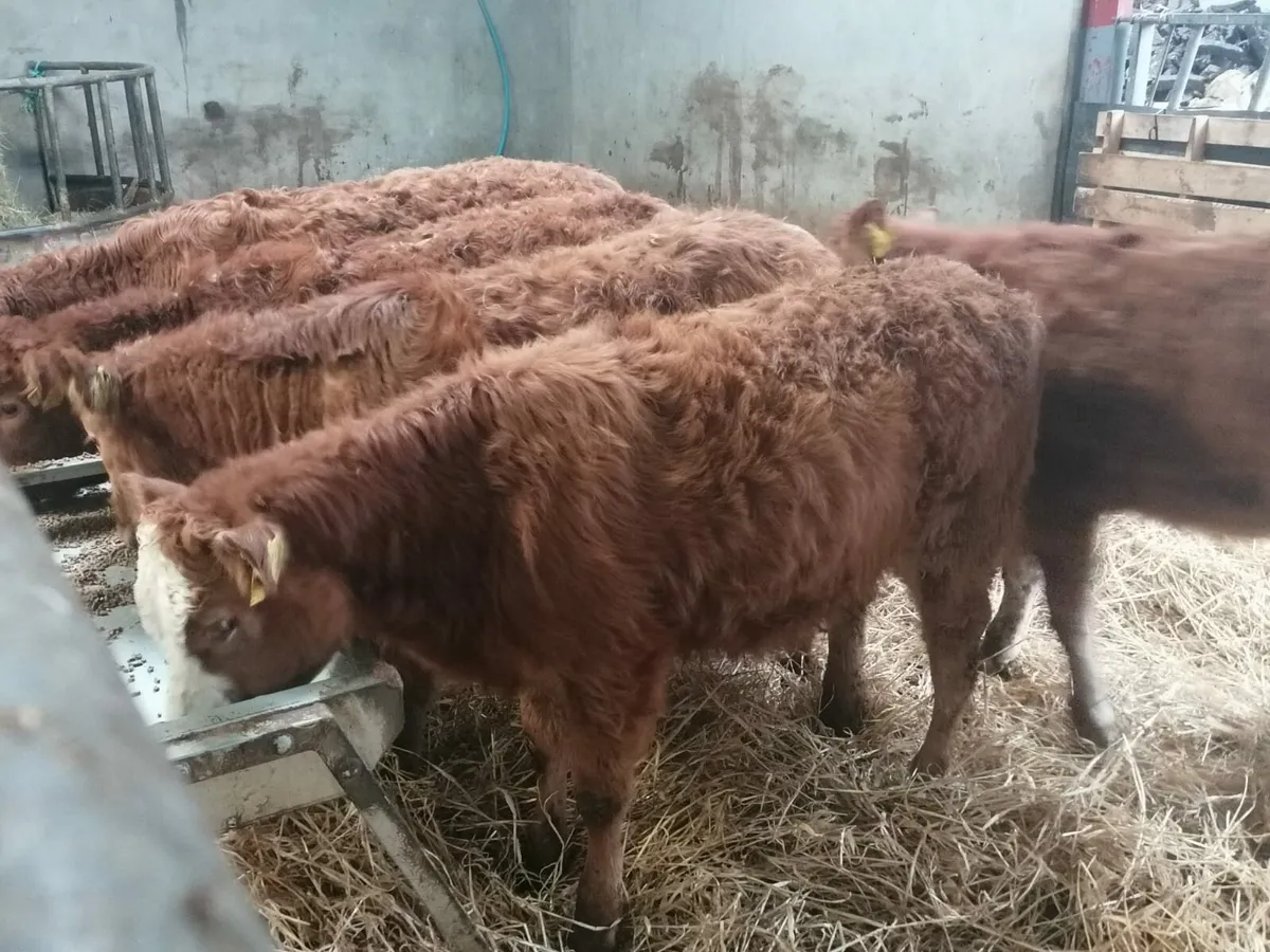 5 Lovely LMX Heifer's for sale - Image 4