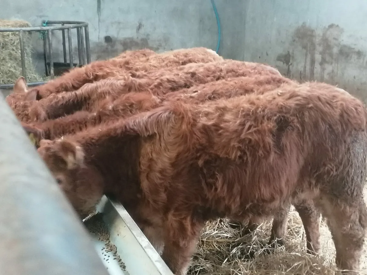 5 Lovely LMX Heifer's for sale - Image 1