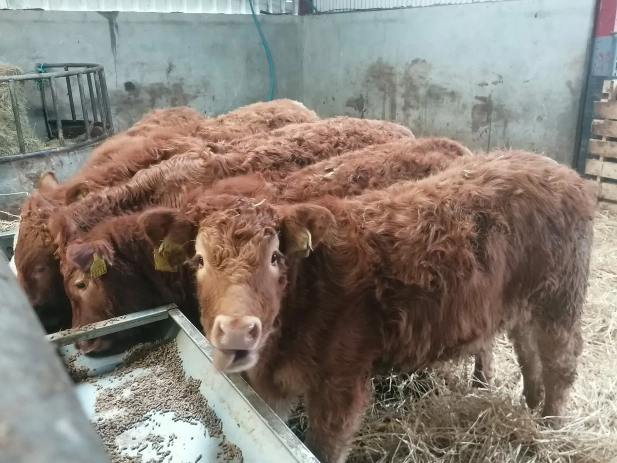 5 Lovely LMX Heifer's for sale - Image 2