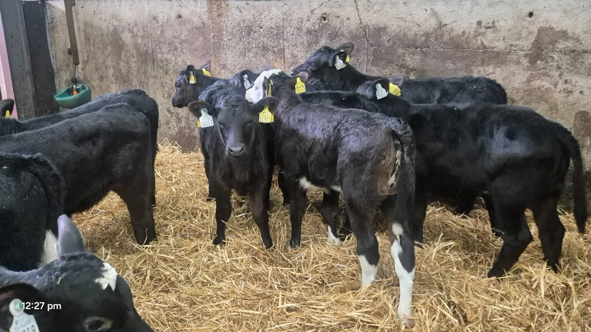 10 Quality heifer calves for sale - Image 3
