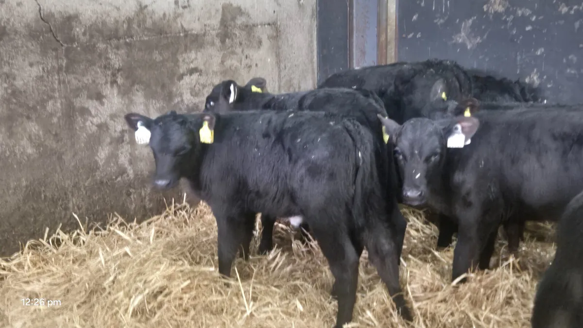 10 Quality heifer calves for sale - Image 4