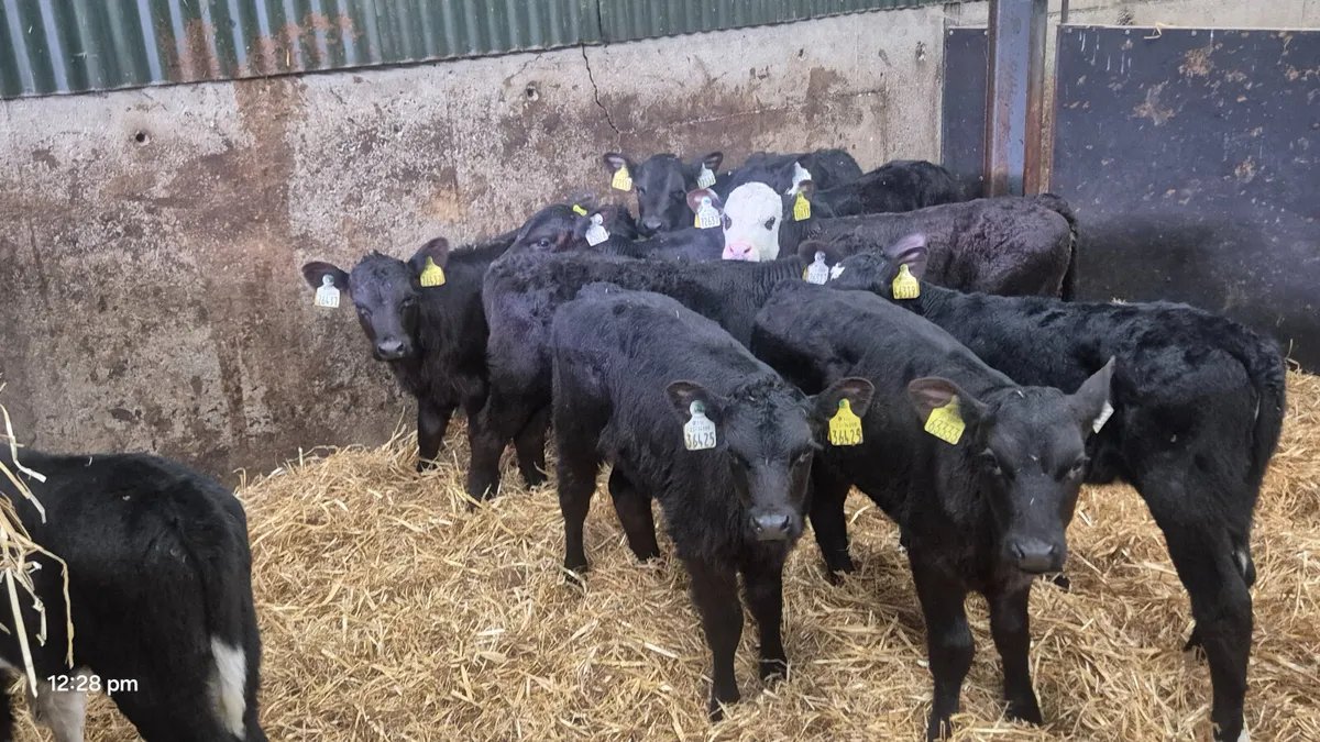 10 Quality heifer calves for sale - Image 1