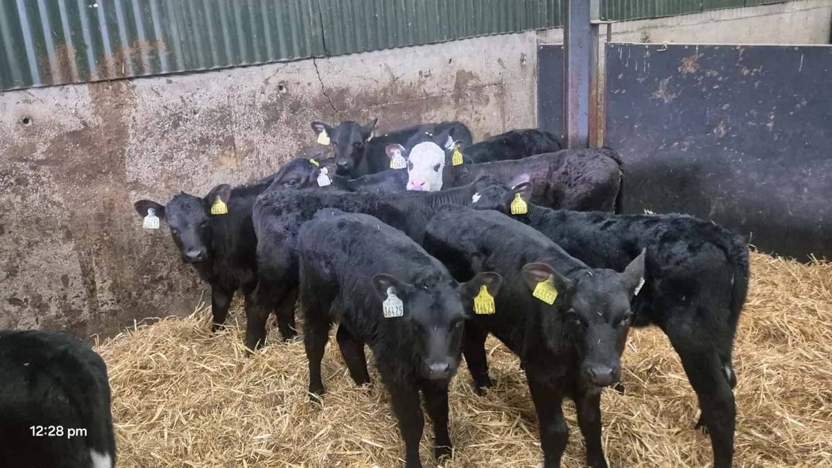 10 Quality heifer calves for sale - Image 2