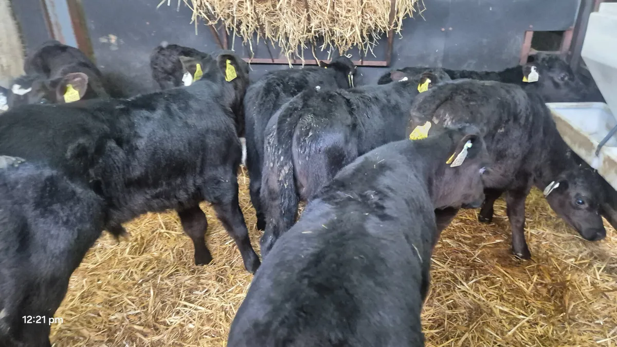 18 Quality Bull calves for sale - Image 1