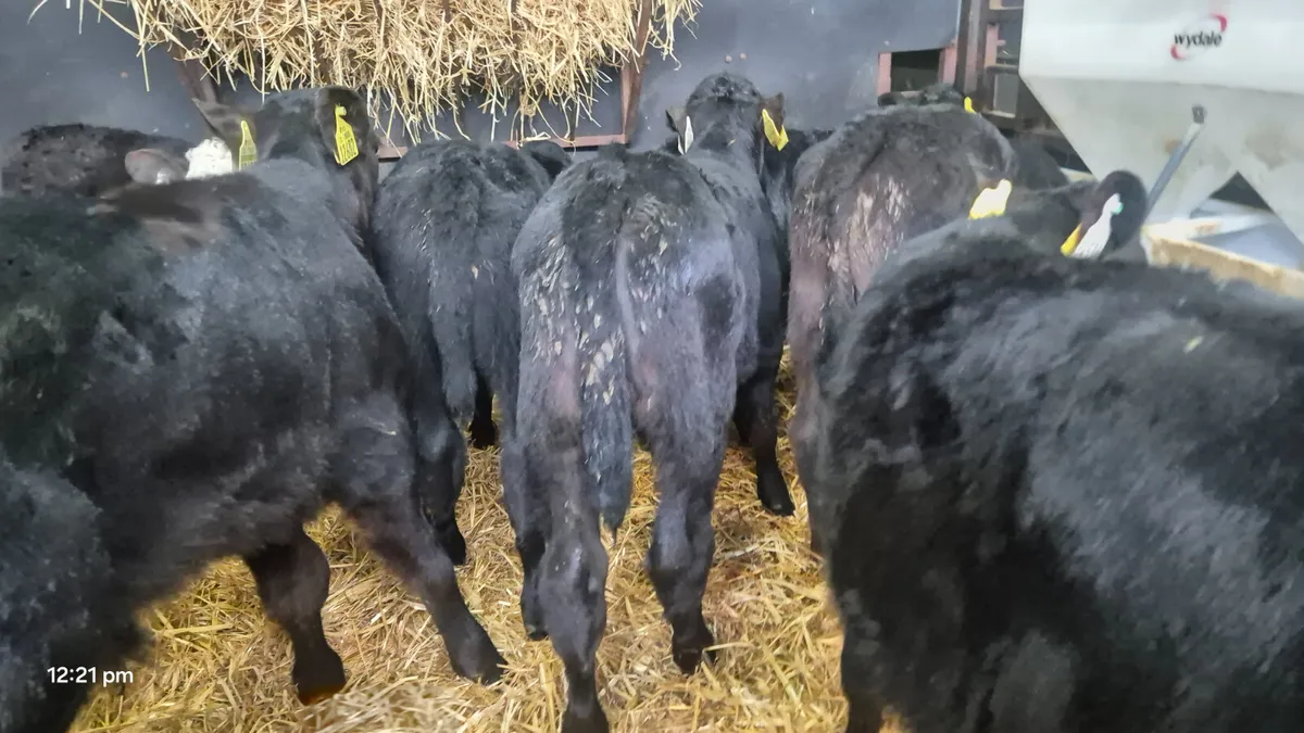 18 Quality Bull calves for sale - Image 2