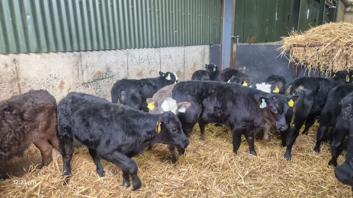 18 Quality Bull calves for sale - Image 4