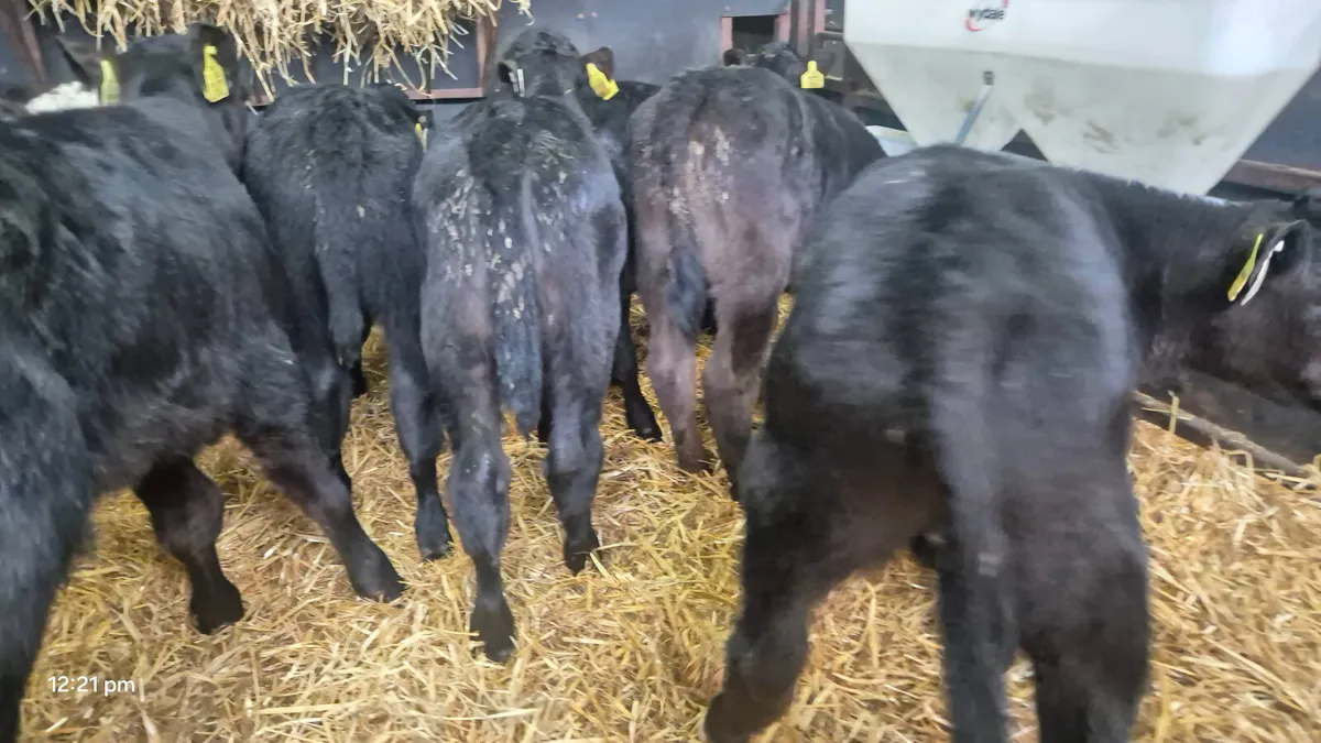 18 Quality Bull calves for sale - Image 3