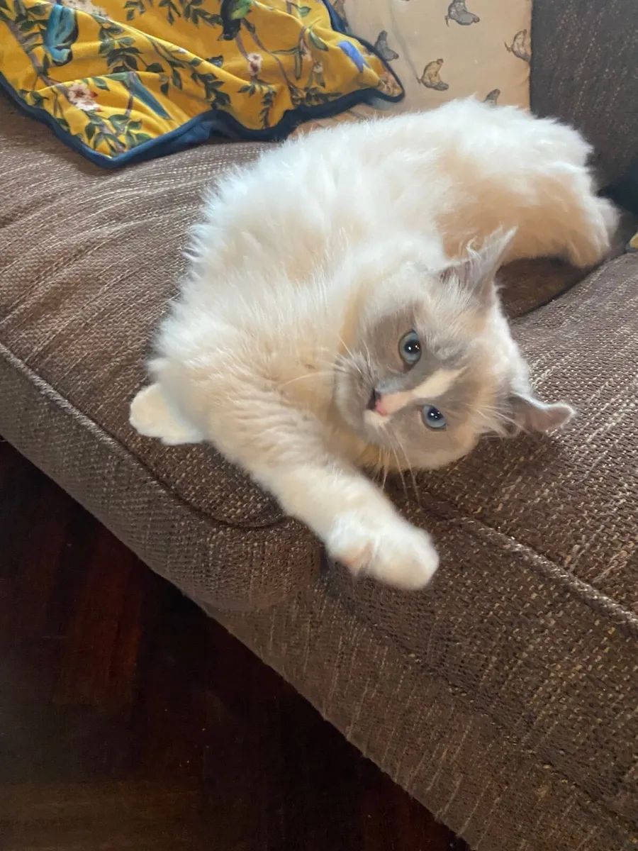 Gccfi Ragdoll male kitten - Image 1