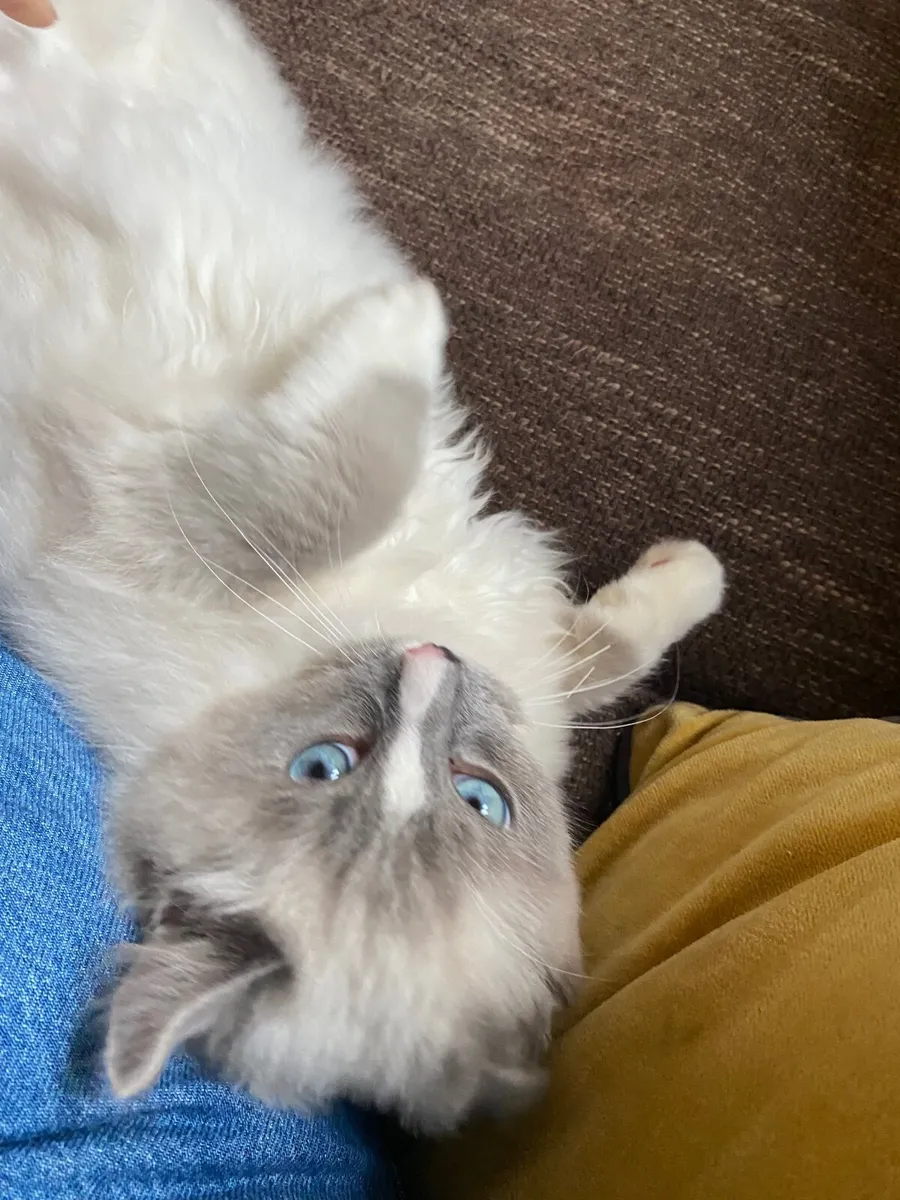 Gccfi Ragdoll male kitten - Image 2