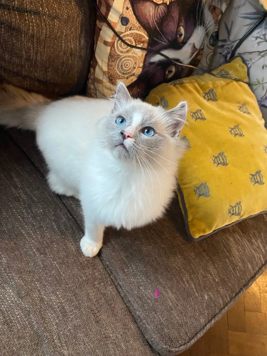 Gccfi Ragdoll male kitten - Image 3