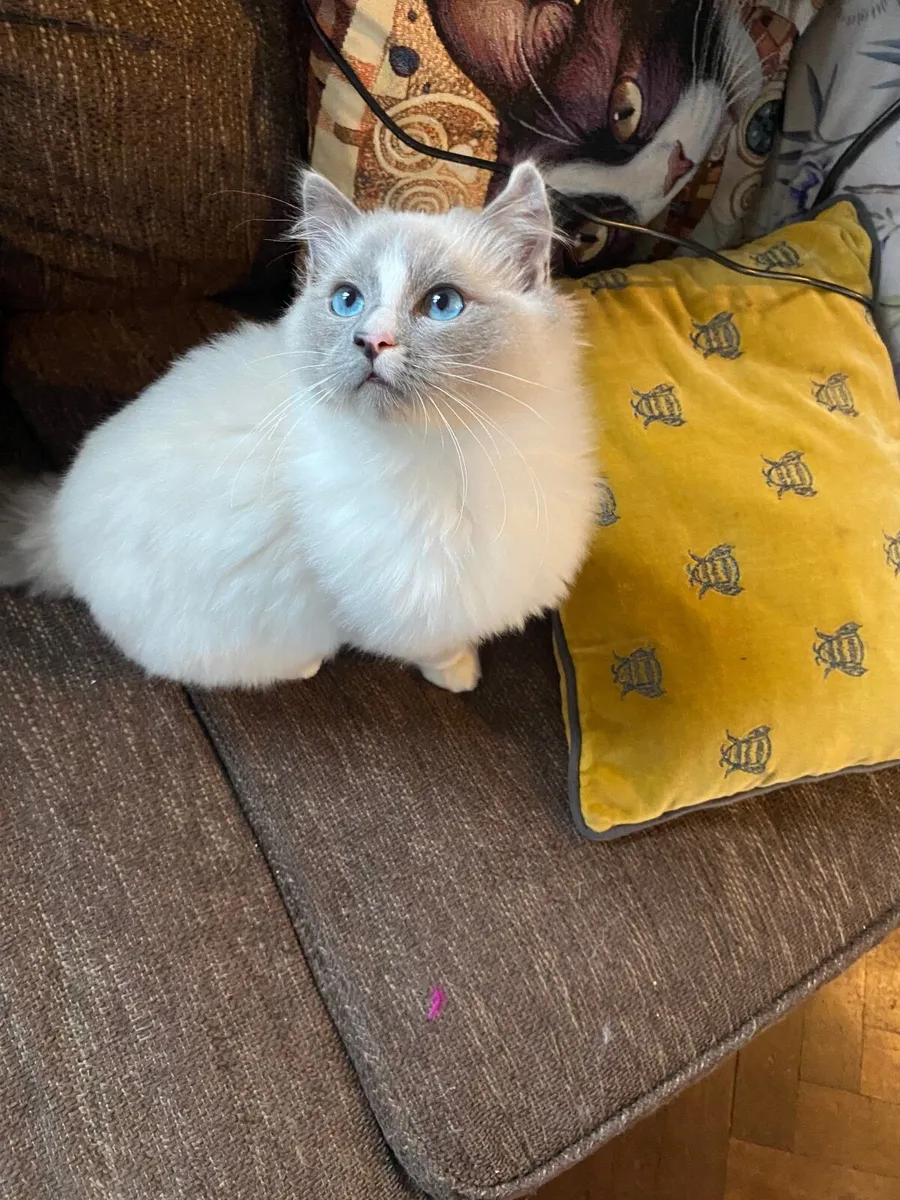 Gccfi Ragdoll male kitten - Image 4