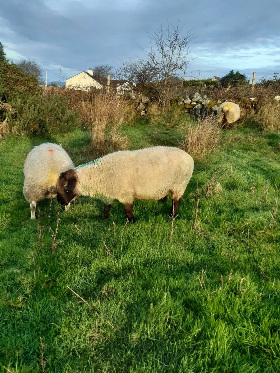 Suffolk Ram