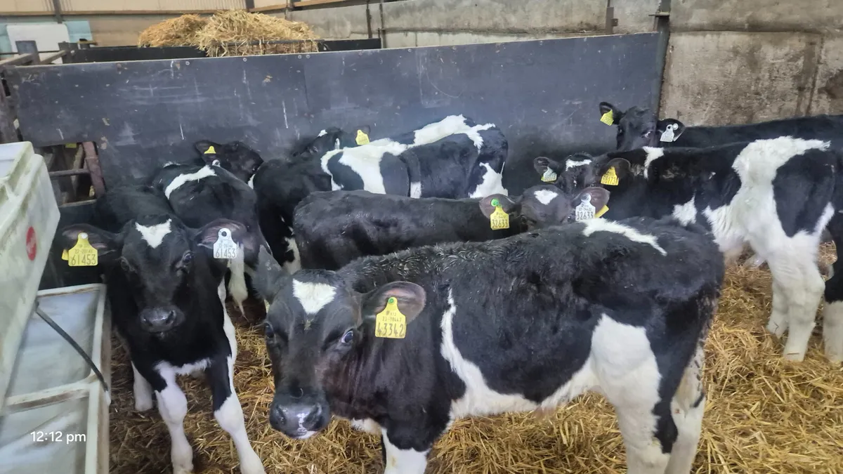 18 Quality Friesian bull calves - Image 1