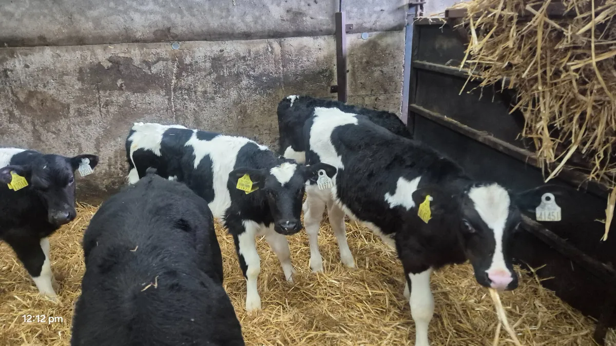 18 Quality Friesian bull calves - Image 4