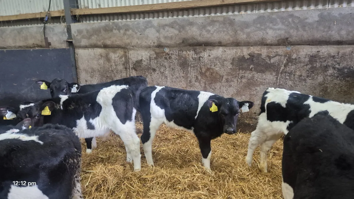18 Quality Friesian bull calves - Image 2