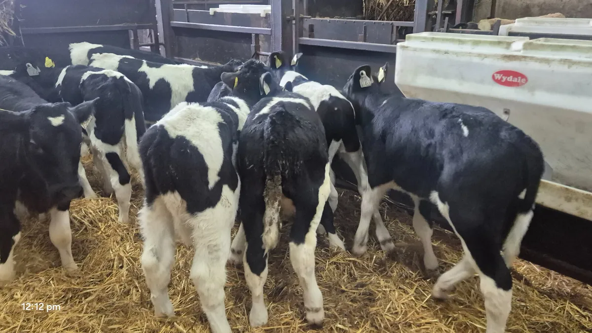 18 Quality Friesian bull calves - Image 3