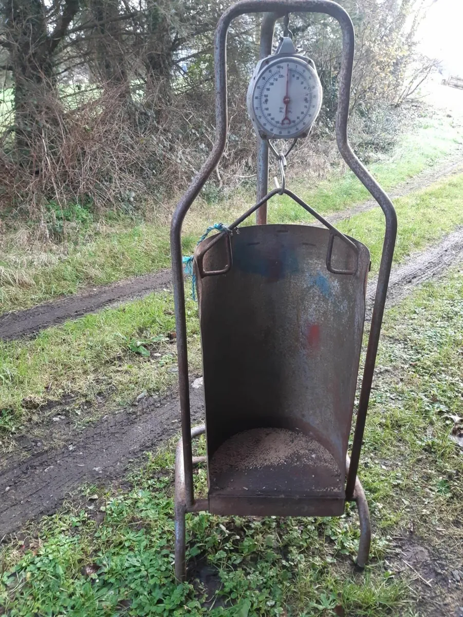 Lamb weighing scales