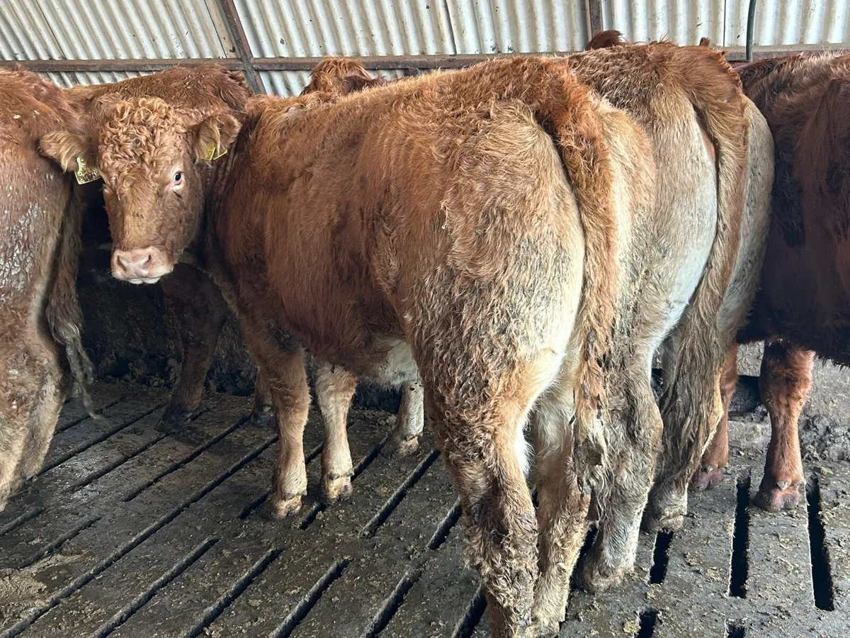 RED LIMOUSIN HEIFERS - Image 1
