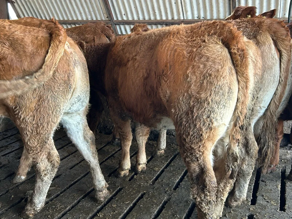 RED LIMOUSIN HEIFERS - Image 2