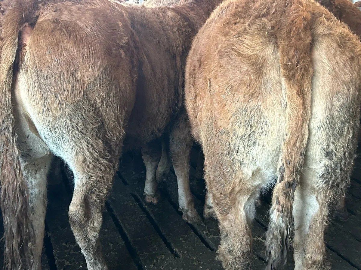 RED LIMOUSIN HEIFERS - Image 3