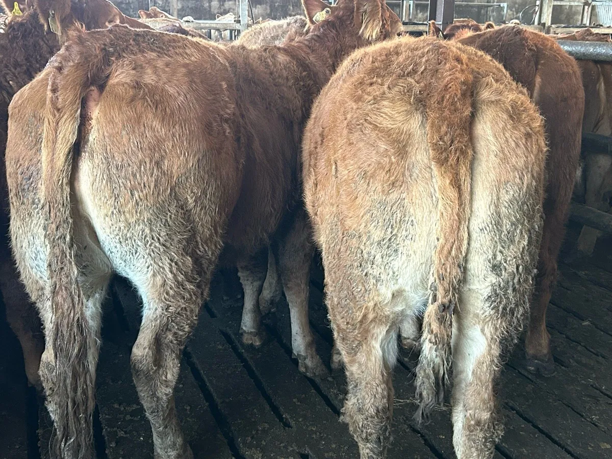 RED LIMOUSIN HEIFERS - Image 4
