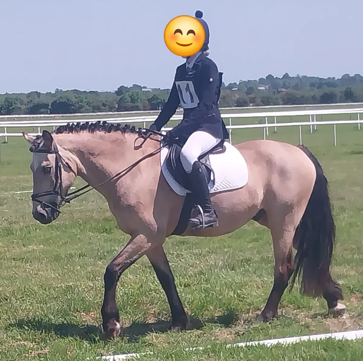 Connemara Pomy - Image 1