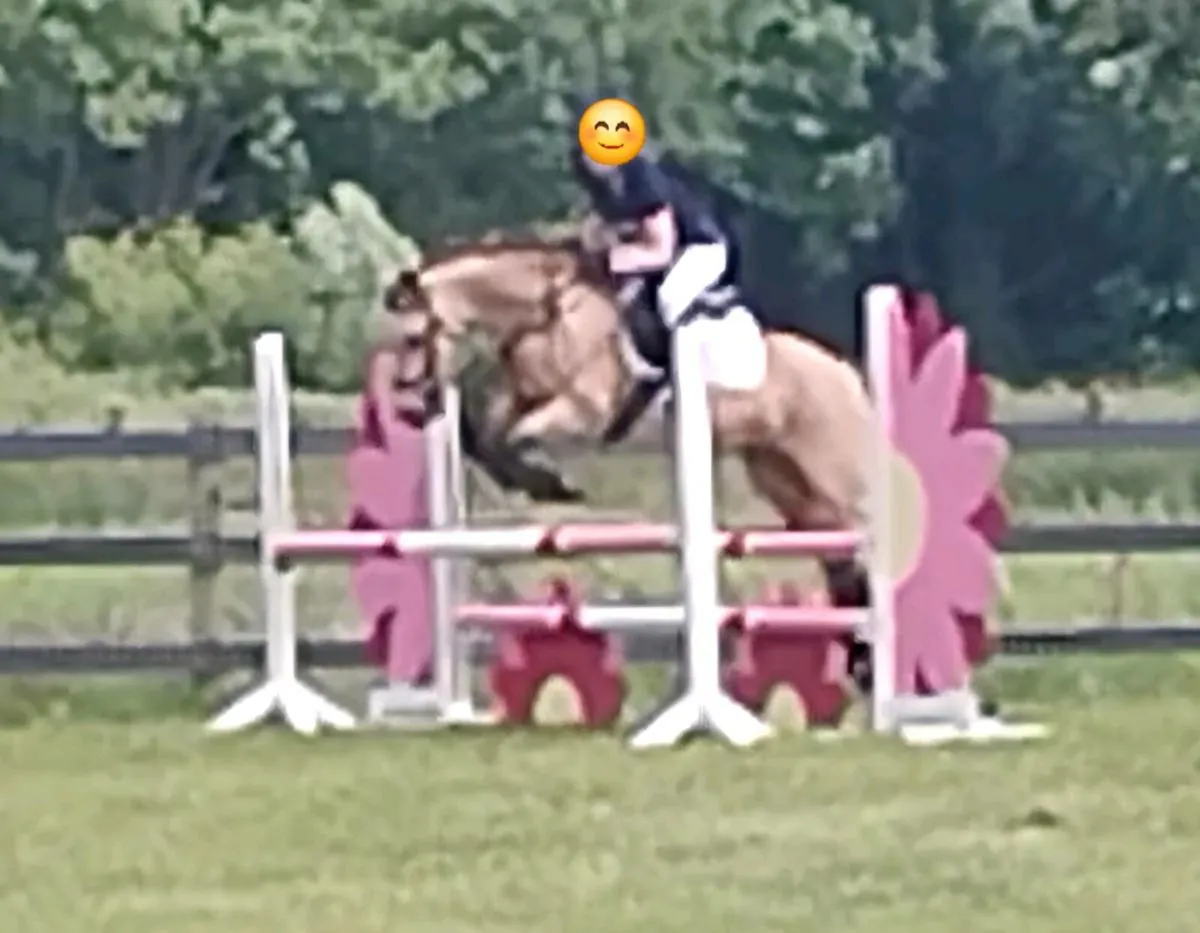 Connemara Pomy - Image 2