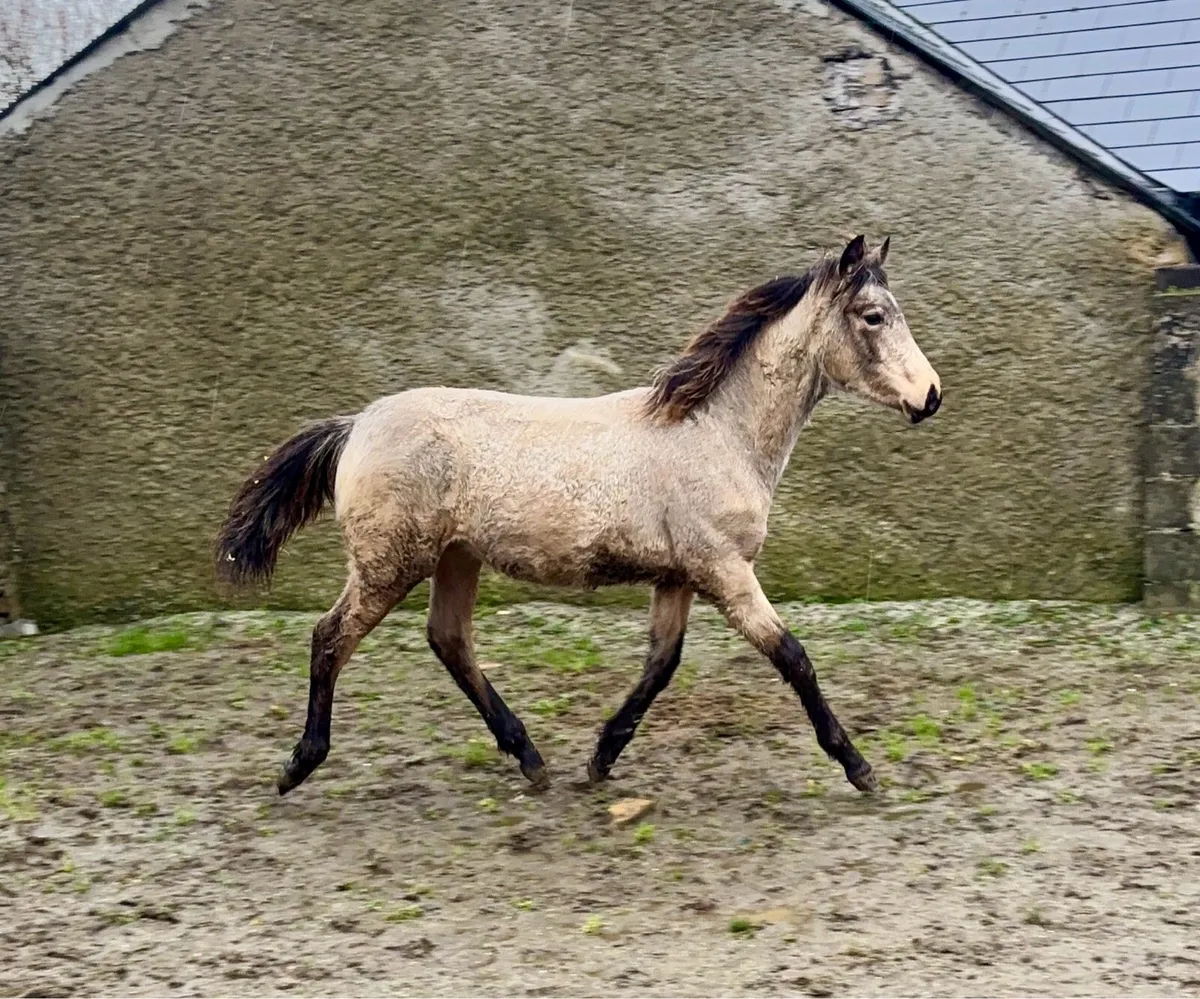 Dun filly - Image 1