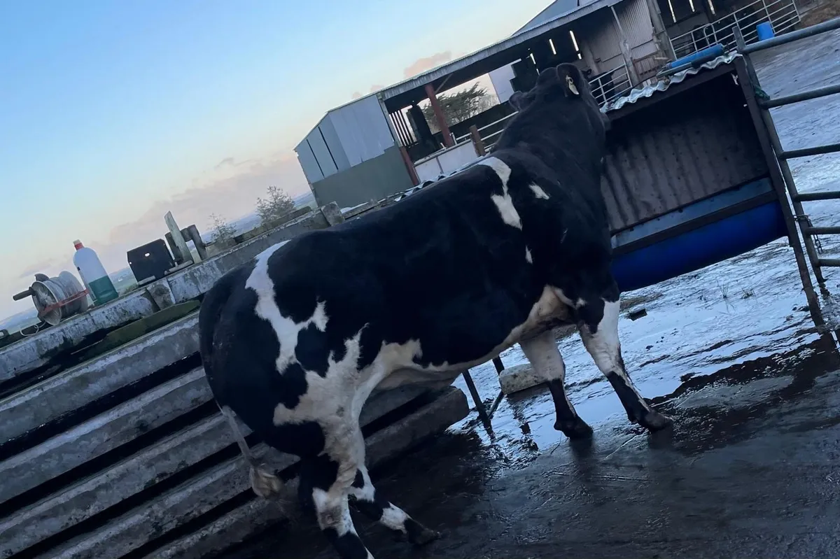 Super Stylish Heifer Kingdom Co Op Fat Stock - Image 2