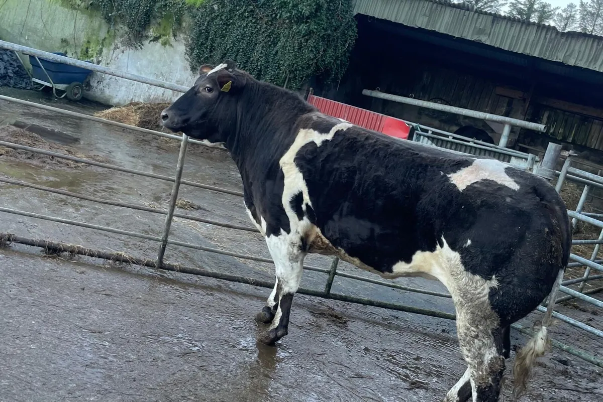 Super Stylish Heifer Kingdom Co Op Fat Stock - Image 3