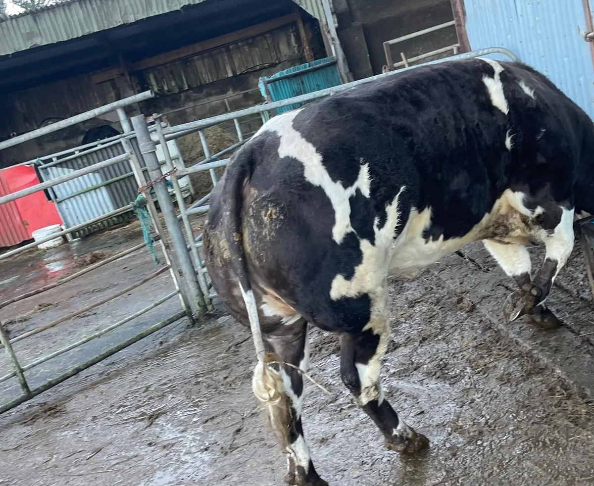 Super Stylish Heifer Kingdom Co Op Fat Stock - Image 4