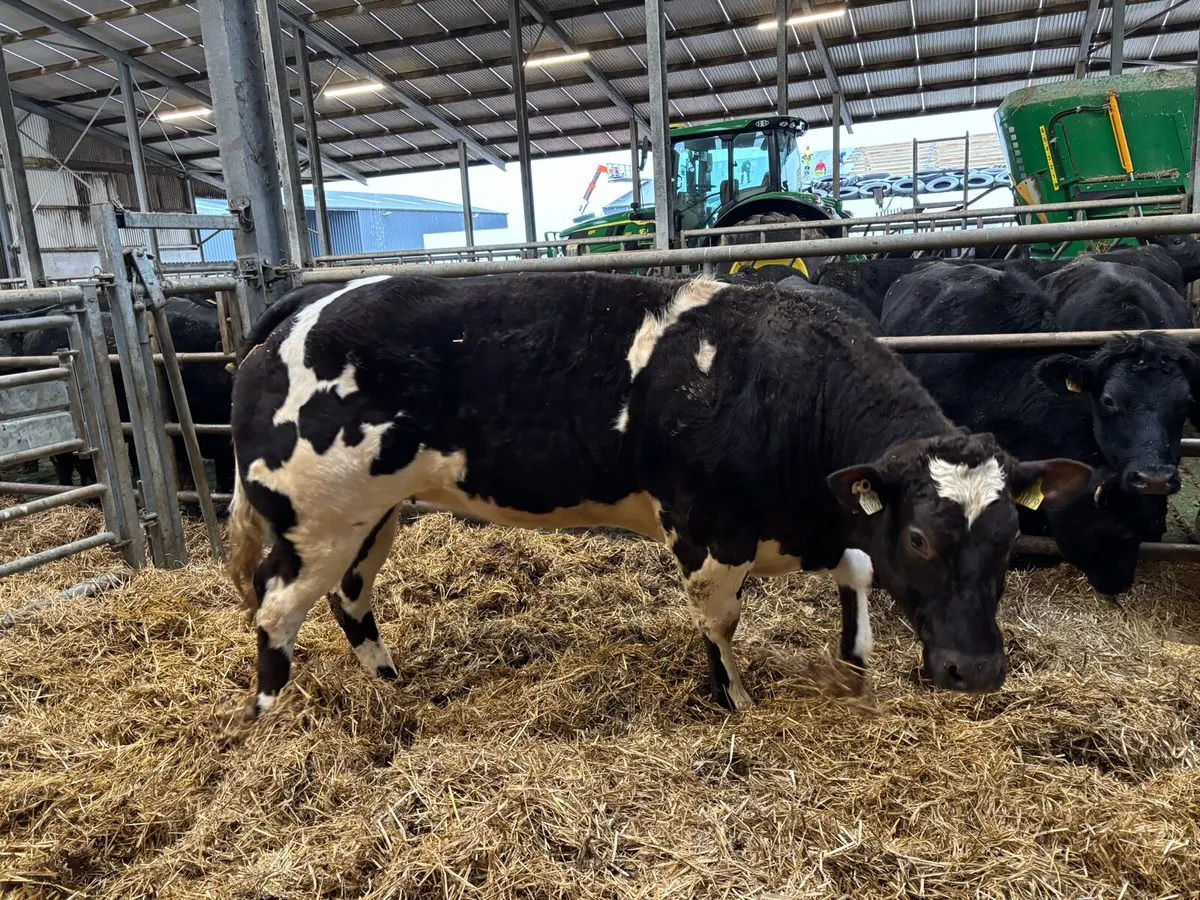 Super Stylish Heifer Kingdom Co Op Fat Stock - Image 1