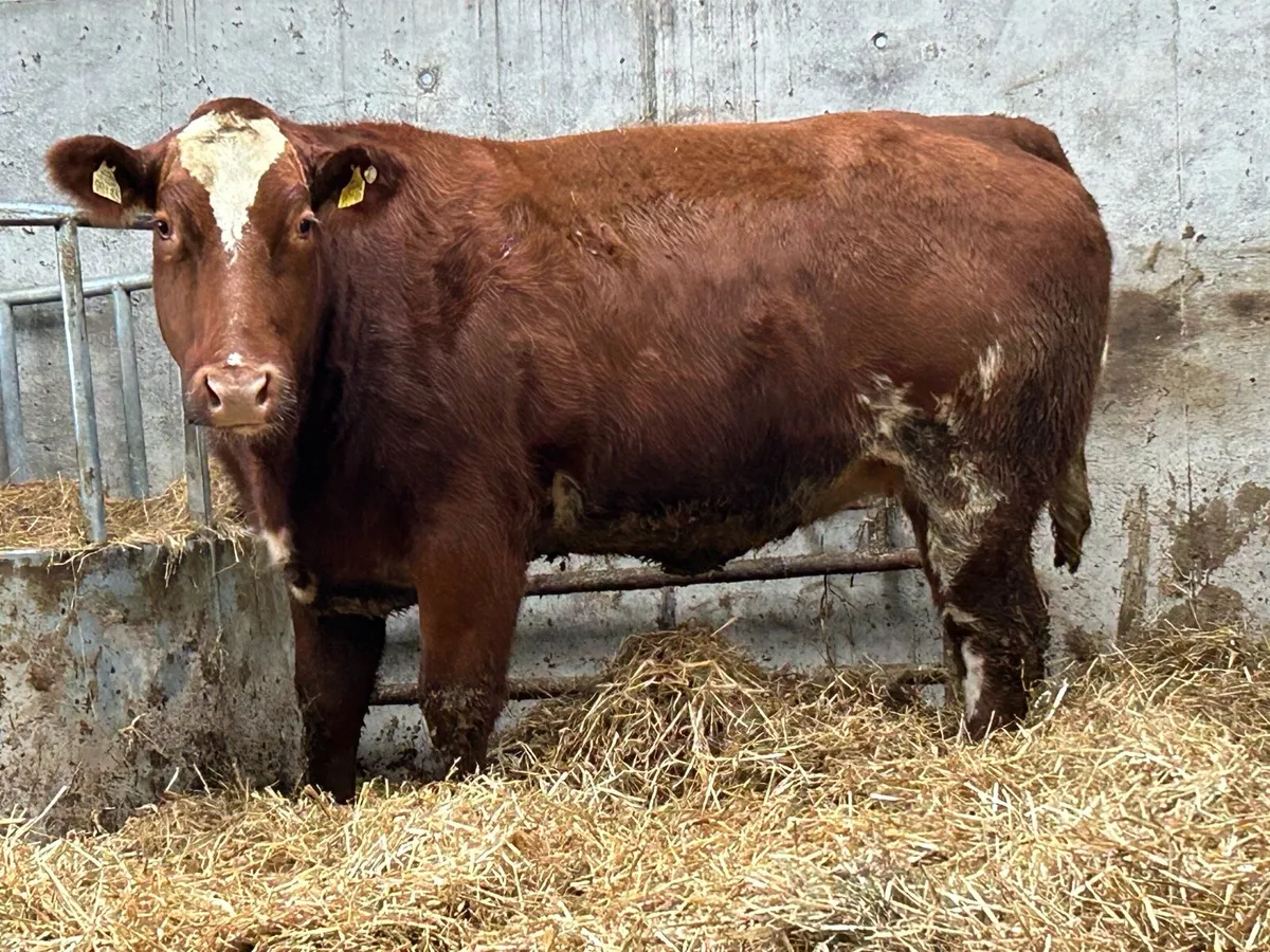 2 super u grade incalf roan heifers - Image 2