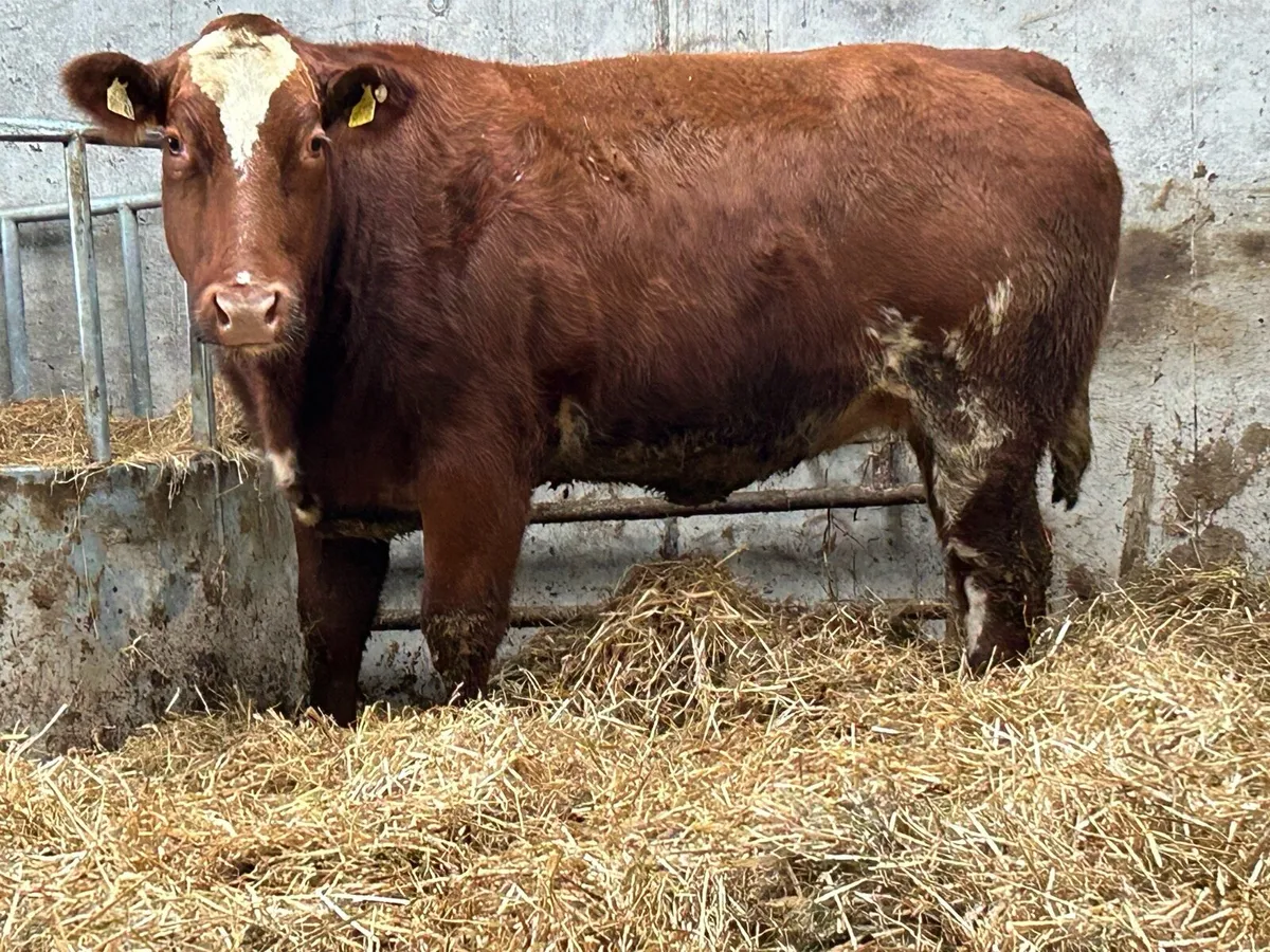 2 super u grade incalf roan heifers - Image 1