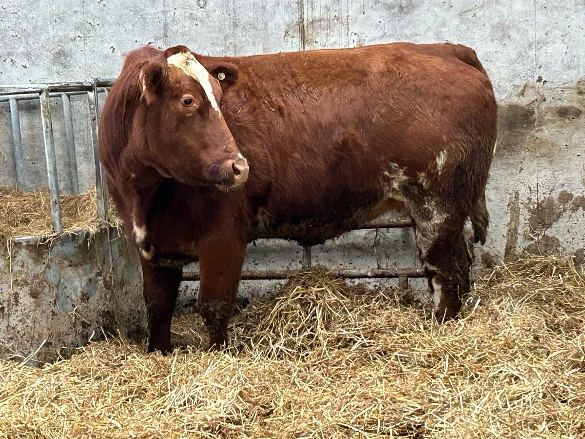 2 super u grade incalf roan heifers - Image 3