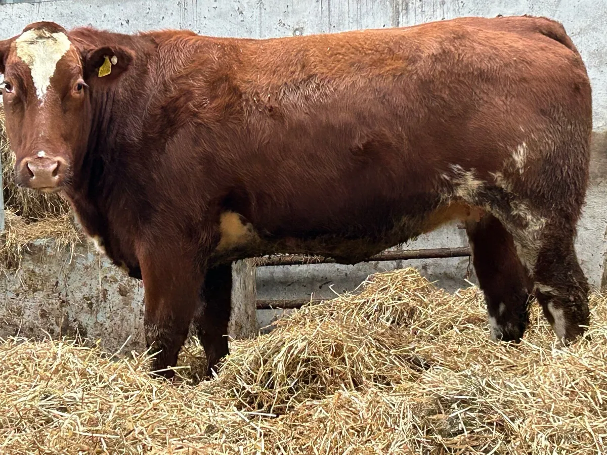 2 super u grade incalf roan heifers - Image 4