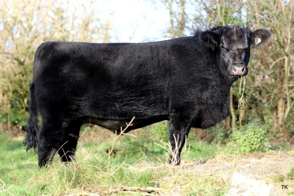 Lot 66 Irish Angus Elite Sale - Image 1